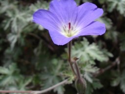 Geranium pulchrum flower